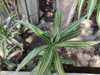 Beautiful long, green leaves of a plant, from a garden,Hermosas hojas largas, verdes de una planta,...