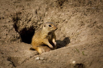 Portrait of European ground squirrel, Spermophilus citellus, sitting in front of burrow. Rodent also known as souslik. Beautiful animal living in colonies. Summer in wildlife nature. Natural habitat.