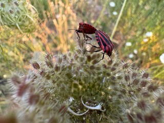 Natural closeup on a mating pair of colorful black and red striped shieldbugs, Graphosoma italicum.  It is also known as the Striped bug (or Italian striped bug) and Minstrel bug. Close-up.