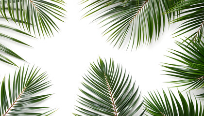 tropical palm leaves background copy space . Flat lay, nature concept, mockup isolated with white highlights, png