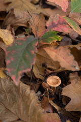 Young fungus growing in leaves.

