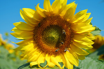 Naklejka premium Field of beautiful sunflowers with many bees working. Bees are hard at work