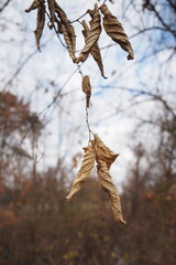 The brown leaves are about to fall to the ground.