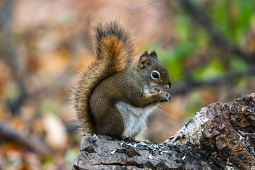 Obraz premium squirrel eating nut