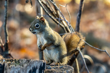 Obraz premium squirrel on tree