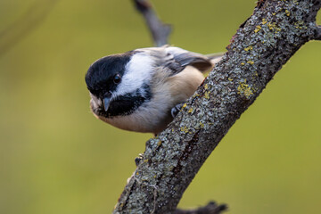 Fototapeta premium black capped chickadee on a branch
