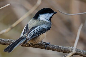 Fototapeta premium black capped chickadee on a branch