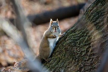 squirrel on tree