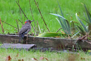 Northern flicker perched on ground garden box against blurry background. 