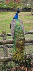 Obraz premium peacock in the park