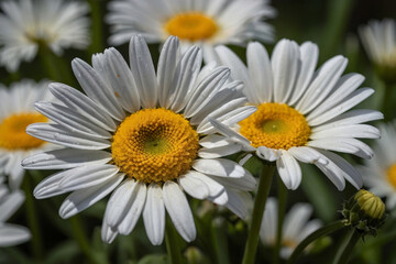Obraz premium a beautiful daisy flowers on the field