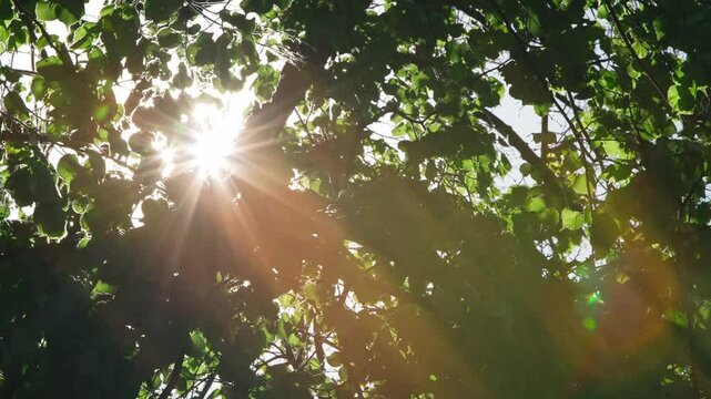 sun rays through the trees