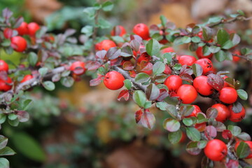 Red Berries 5