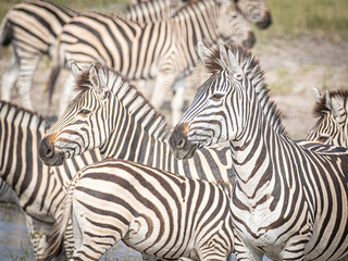 Zebra herd, zebra pattern, zebras, botswana