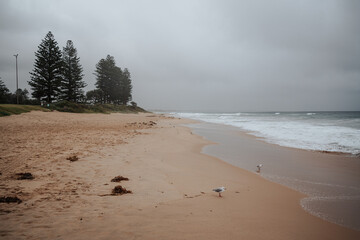 Pine trees by cloudy beach