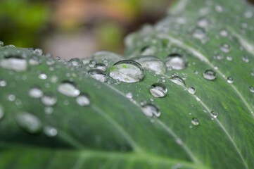 green taro leaves with raindrops in the morning