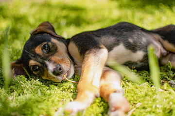 perro mascota cachorro