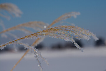 冬のススキの穂に付いた霧氷
