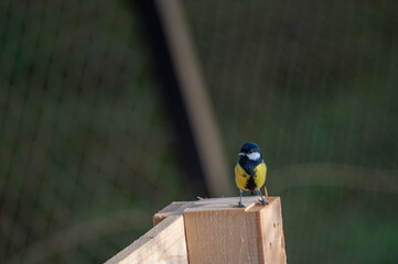 a great tit bird on a pallet © Krzysztof