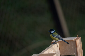 a great tit bird on a pallet © Krzysztof