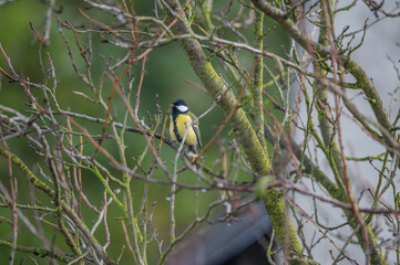 closeup of a great tit bird © Krzysztof