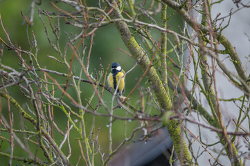 closeup of a great tit bird © Krzysztof