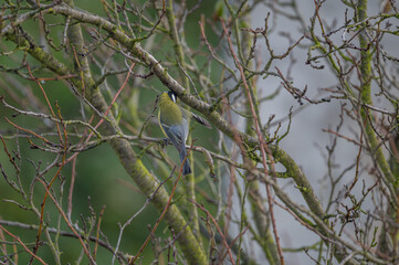 closeup of a great tit bird © Krzysztof