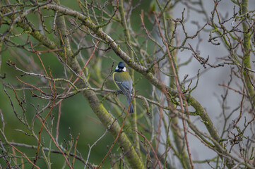 closeup of a great tit bird © Krzysztof