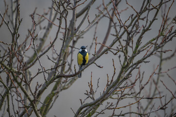 closeup of a great tit bird © Krzysztof