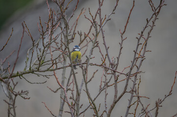closeup of a blue tit bird © Krzysztof