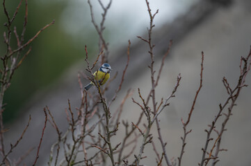 closeup of a blue tit bird