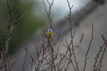 closeup of a blue tit bird © Krzysztof