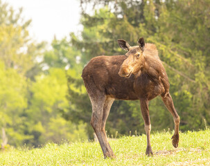 Cow Moose Looks For Twins