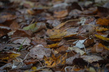 Autumn Leaves on the Forest Floor