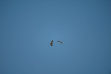 Common Buzzards in Flight: Aerial Dance