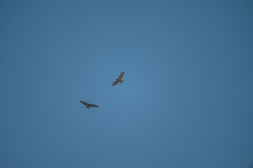 Common Buzzards in Flight: Aerial Dance