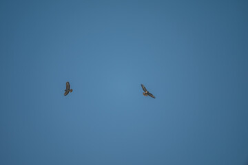 Common Buzzards in Flight: Aerial Dance