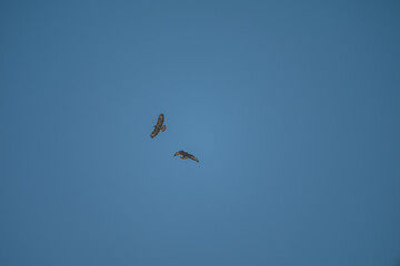 Common Buzzards in Flight: Aerial Dance
