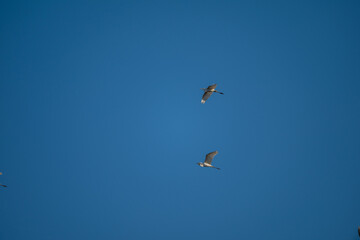 Fototapeta premium birds in flight