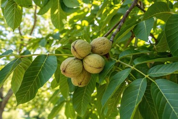 Fototapeta premium A cluster of fresh walnuts hanging from a tree branch, surrounded by lush green leaves and sunlight, walnuts, tree, autumn, outdoors