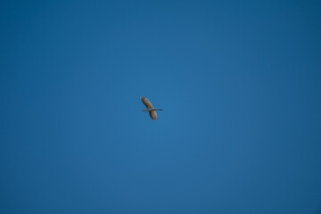 White heron flying against blue sky