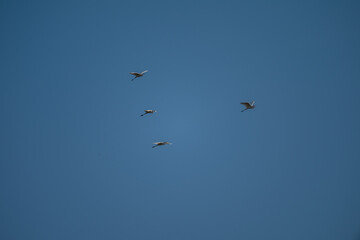 Fototapeta premium birds in flight against blue sky