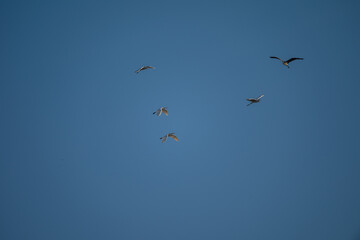 Fototapeta premium flock of birds flying against blue sky