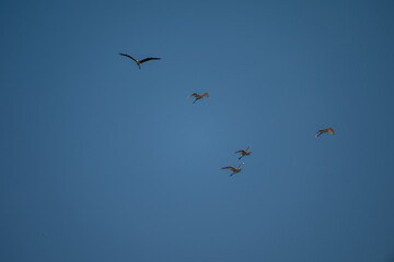 Fototapeta premium birds in flight