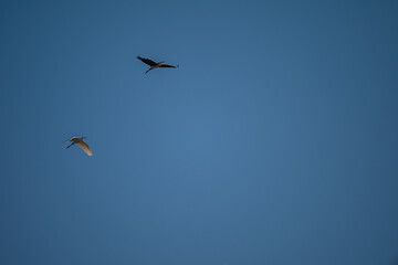 Fototapeta premium Grey Heron and White Heron Soaring in Blue Sky