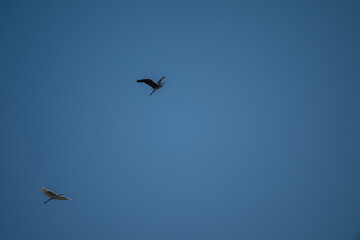 Fototapeta premium Grey Heron in Flight Against Blue Sky