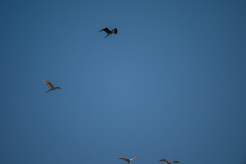 Obraz premium Grey Heron and White Heron Soaring in Blue Sky