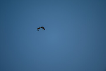 Fototapeta premium Grey Heron in Flight Against Blue Sky