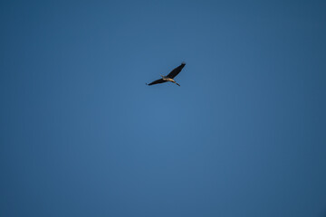 Obraz premium Grey Heron in Flight Against Blue Sky