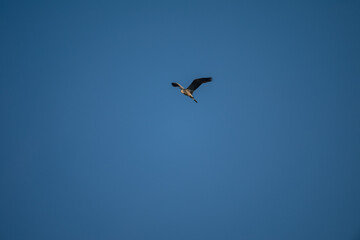 Fototapeta premium Grey Heron in Flight Against Blue Sky